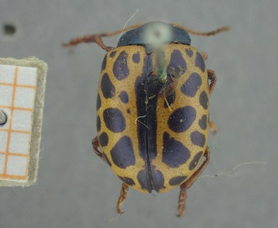 BE-RBINS-ENT Calligrapha_370 Calligrapha polyspila Dorsal.jpg BE-RBINS-ENT Calligrapha_370 Calligrapha polyspila Dorsal.jpg