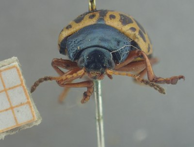 BE-RBINS-ENT Calligrapha_370 Calligrapha polyspila Frontal.jpg BE-RBINS-ENT Calligrapha_370 Calligrapha polyspila Frontal.jpg