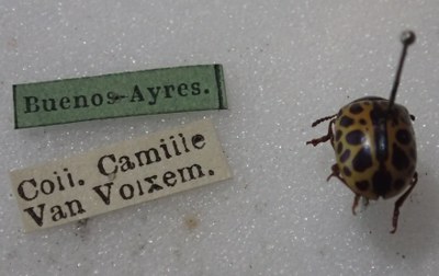 BE-RBINS-ENT Calligrapha_370 Calligrapha polyspila Label.jpg BE-RBINS-ENT Calligrapha_370 Calligrapha polyspila Label.jpg