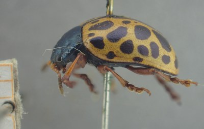 BE-RBINS-ENT Calligrapha_370 Calligrapha polyspila Lateral.jpg BE-RBINS-ENT Calligrapha_370 Calligrapha polyspila Lateral.jpg