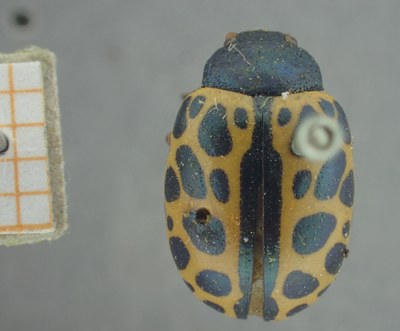 BE-RBINS-ENT Calligrapha_371 Calligrapha polyspila Dorsal.jpg BE-RBINS-ENT Calligrapha_371 Calligrapha polyspila Dorsal.jpg