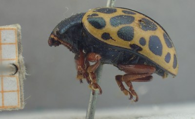 BE-RBINS-ENT Calligrapha_371 Calligrapha polyspila Lateral.jpg BE-RBINS-ENT Calligrapha_371 Calligrapha polyspila Lateral.jpg