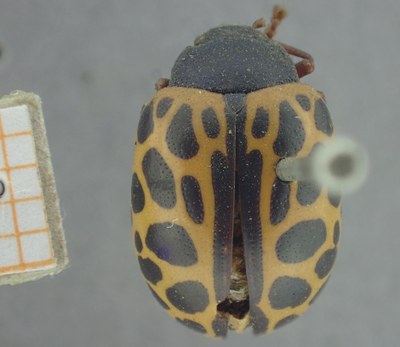 BE-RBINS-ENT Calligrapha_372 Calligrapha polyspila Dorsal.jpg BE-RBINS-ENT Calligrapha_372 Calligrapha polyspila Dorsal.jpg