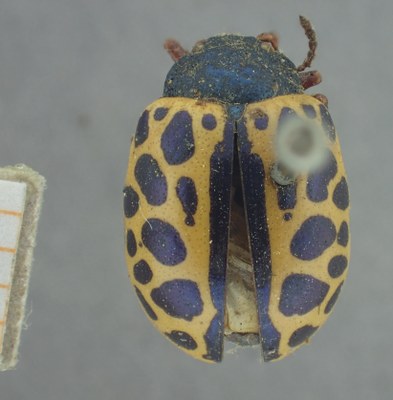 BE-RBINS-ENT Calligrapha_373 Calligrapha polyspila Dorsal.jpg BE-RBINS-ENT Calligrapha_373 Calligrapha polyspila Dorsal.jpg