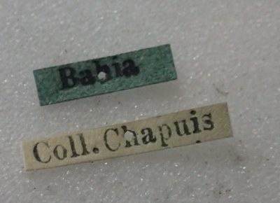 BE-RBINS-ENT Calligrapha_373 Calligrapha polyspila Label.jpg BE-RBINS-ENT Calligrapha_373 Calligrapha polyspila Label.jpg
