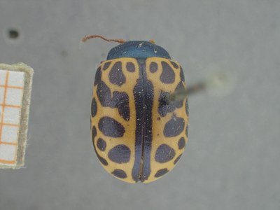 BE-RBINS-ENT Calligrapha_375 Calligrapha polyspila Dorsal.jpg BE-RBINS-ENT Calligrapha_375 Calligrapha polyspila Dorsal.jpg