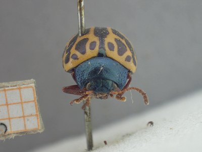 BE-RBINS-ENT Calligrapha_375 Calligrapha polyspila Frontal.jpg BE-RBINS-ENT Calligrapha_375 Calligrapha polyspila Frontal.jpg