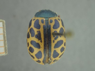 BE-RBINS-ENT Calligrapha_376 Calligrapha polyspila Dorsal.jpg BE-RBINS-ENT Calligrapha_376 Calligrapha polyspila Dorsal.jpg