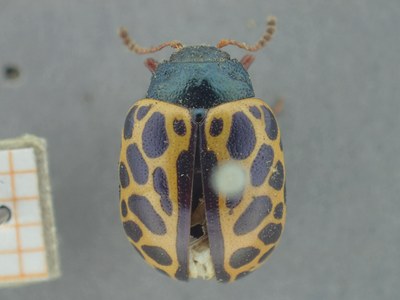BE-RBINS-ENT Calligrapha_377 Calligrapha polyspila Dorsal.jpg BE-RBINS-ENT Calligrapha_377 Calligrapha polyspila Dorsal.jpg