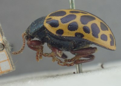 BE-RBINS-ENT Calligrapha_377 Calligrapha polyspila Lateral.jpg BE-RBINS-ENT Calligrapha_377 Calligrapha polyspila Lateral.jpg