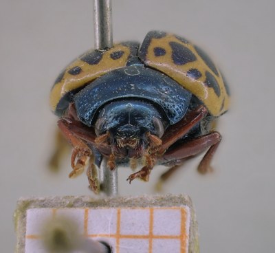 BE-RBINS-ENT Calligrapha_378 Calligrapha polyspila Frontal.jpg BE-RBINS-ENT Calligrapha_378 Calligrapha polyspila Frontal.jpg