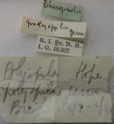 BE-RBINS-ENT Calligrapha_378 Calligrapha polyspila Label.jpg BE-RBINS-ENT Calligrapha_378 Calligrapha polyspila Label.jpg