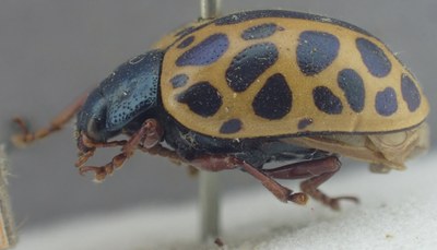 BE-RBINS-ENT Calligrapha_378 Calligrapha polyspila Lateral.jpg BE-RBINS-ENT Calligrapha_378 Calligrapha polyspila Lateral.jpg