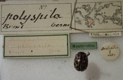 BE-RBINS-ENT Calligrapha_379 Calligrapha polyspila Label.jpg BE-RBINS-ENT Calligrapha_379 Calligrapha polyspila Label.jpg