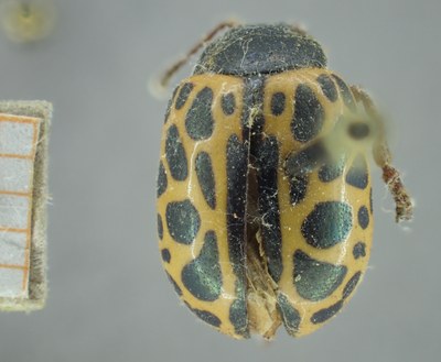 BE-RBINS-ENT Calligrapha_380 Calligrapha polyspila Dorsal.jpg BE-RBINS-ENT Calligrapha_380 Calligrapha polyspila Dorsal.jpg