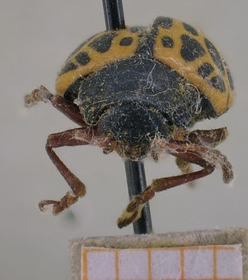 BE-RBINS-ENT Calligrapha_380 Calligrapha polyspila Frontal.jpg BE-RBINS-ENT Calligrapha_380 Calligrapha polyspila Frontal.jpg