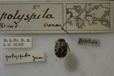 BE-RBINS-ENT Calligrapha_380 Calligrapha polyspila Label.jpg BE-RBINS-ENT Calligrapha_380 Calligrapha polyspila Label.jpg