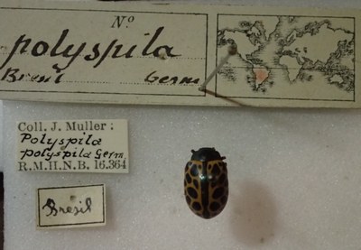 BE-RBINS-ENT Calligrapha_381 Calligrapha polyspila Label.jpg BE-RBINS-ENT Calligrapha_381 Calligrapha polyspila Label.jpg