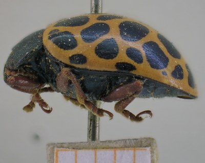 BE-RBINS-ENT Calligrapha_381 Calligrapha polyspila Lateral.jpg BE-RBINS-ENT Calligrapha_381 Calligrapha polyspila Lateral.jpg