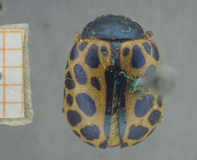 BE-RBINS-ENT Calligrapha_382 Calligrapha polyspila Dorsal.jpg BE-RBINS-ENT Calligrapha_382 Calligrapha polyspila Dorsal.jpg