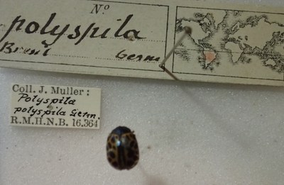 BE-RBINS-ENT Calligrapha_382 Calligrapha polyspila Label.jpg BE-RBINS-ENT Calligrapha_382 Calligrapha polyspila Label.jpg