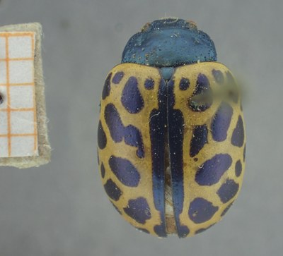 BE-RBINS-ENT Calligrapha_383 Calligrapha polyspila Dorsal.jpg BE-RBINS-ENT Calligrapha_383 Calligrapha polyspila Dorsal.jpg