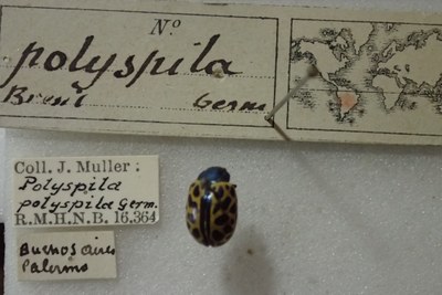 BE-RBINS-ENT Calligrapha_383 Calligrapha polyspila Label.jpg BE-RBINS-ENT Calligrapha_383 Calligrapha polyspila Label.jpg