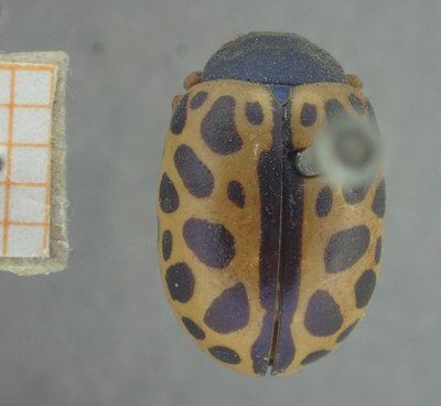 BE-RBINS-ENT Calligrapha_384 Calligrapha polyspila Dorsal.jpg BE-RBINS-ENT Calligrapha_384 Calligrapha polyspila Dorsal.jpg