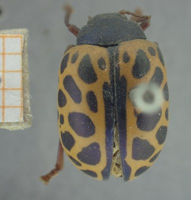 BE-RBINS-ENT Calligrapha_385 Calligrapha polyspila Dorsal.jpg BE-RBINS-ENT Calligrapha_385 Calligrapha polyspila Dorsal.jpg