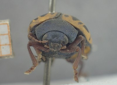 BE-RBINS-ENT Calligrapha_385 Calligrapha polyspila Frontal.jpg BE-RBINS-ENT Calligrapha_385 Calligrapha polyspila Frontal.jpg