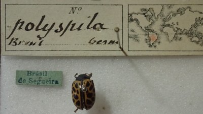 BE-RBINS-ENT Calligrapha_385 Calligrapha polyspila Label.jpg BE-RBINS-ENT Calligrapha_385 Calligrapha polyspila Label.jpg