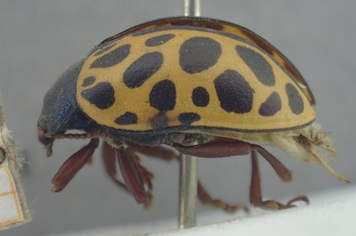BE-RBINS-ENT Calligrapha_386 Calligrapha polyspila Lateral.jpg BE-RBINS-ENT Calligrapha_386 Calligrapha polyspila Lateral.jpg