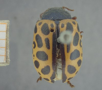 BE-RBINS-ENT Calligrapha_387 Calligrapha polyspila Dorsal.jpg BE-RBINS-ENT Calligrapha_387 Calligrapha polyspila Dorsal.jpg