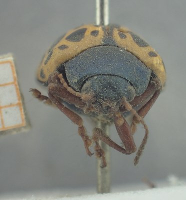 BE-RBINS-ENT Calligrapha_387 Calligrapha polyspila Frontal.jpg BE-RBINS-ENT Calligrapha_387 Calligrapha polyspila Frontal.jpg