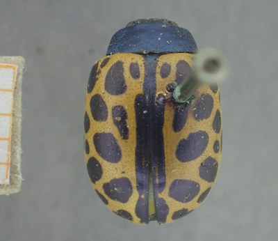 BE-RBINS-ENT Calligrapha_388 Calligrapha polyspila Dorsal.jpg BE-RBINS-ENT Calligrapha_388 Calligrapha polyspila Dorsal.jpg
