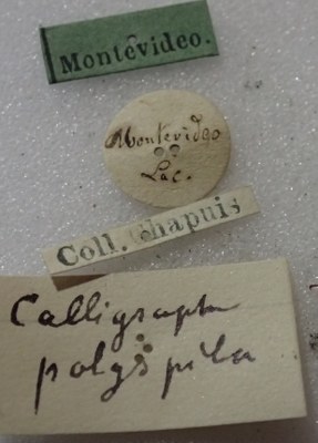 BE-RBINS-ENT Calligrapha_388 Calligrapha polyspila Label.jpg BE-RBINS-ENT Calligrapha_388 Calligrapha polyspila Label.jpg