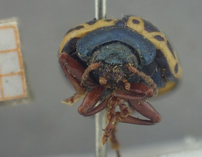 BE-RBINS-ENT Calligrapha_389 Calligrapha polyspila Frontal.jpg BE-RBINS-ENT Calligrapha_389 Calligrapha polyspila Frontal.jpg
