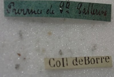 BE-RBINS-ENT Calligrapha_389 Calligrapha polyspila Label.jpg BE-RBINS-ENT Calligrapha_389 Calligrapha polyspila Label.jpg