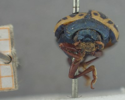 BE-RBINS-ENT Calligrapha_390 Calligrapha polyspila Frontal.jpg BE-RBINS-ENT Calligrapha_390 Calligrapha polyspila Frontal.jpg
