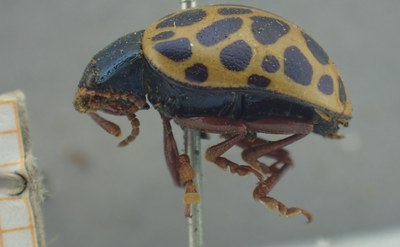 BE-RBINS-ENT Calligrapha_390 Calligrapha polyspila Lateral.jpg BE-RBINS-ENT Calligrapha_390 Calligrapha polyspila Lateral.jpg