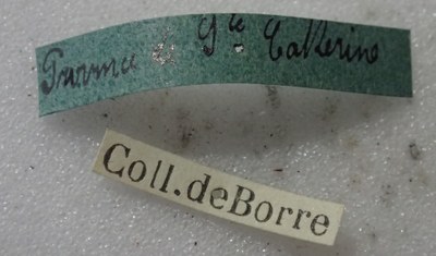 BE-RBINS-ENT Calligrapha_391 Calligrapha polyspila Label.jpg BE-RBINS-ENT Calligrapha_391 Calligrapha polyspila Label.jpg