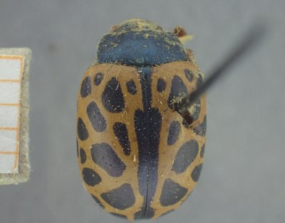 BE-RBINS-ENT Calligrapha_392 Calligrapha polyspila Dorsal.jpg BE-RBINS-ENT Calligrapha_392 Calligrapha polyspila Dorsal.jpg