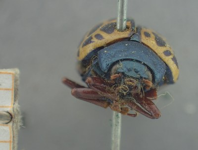 BE-RBINS-ENT Calligrapha_393 Calligrapha polyspila Frontal.jpg