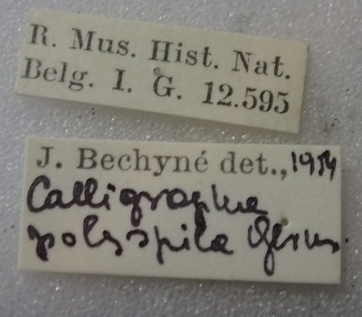 BE-RBINS-ENT Calligrapha_394 Calligrapha polyspila Label.jpg BE-RBINS-ENT Calligrapha_394 Calligrapha polyspila Label.jpg
