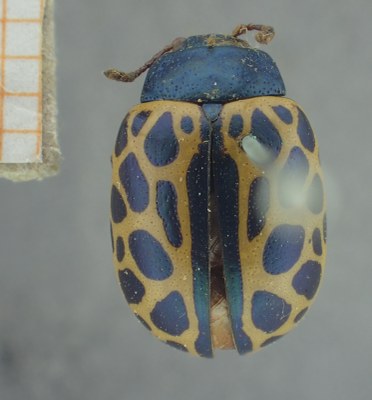 BE-RBINS-ENT Calligrapha_395 Calligrapha polyspila Dorsal.jpg BE-RBINS-ENT Calligrapha_395 Calligrapha polyspila Dorsal.jpg