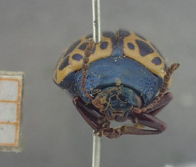 BE-RBINS-ENT Calligrapha_395 Calligrapha polyspila Frontal.jpg