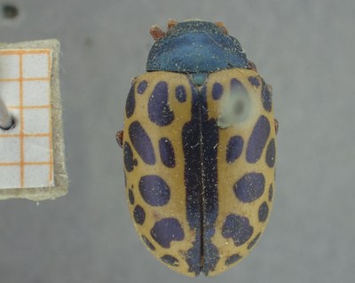 BE-RBINS-ENT Calligrapha_397 Calligrapha polyspila Dorsal.jpg BE-RBINS-ENT Calligrapha_397 Calligrapha polyspila Dorsal.jpg