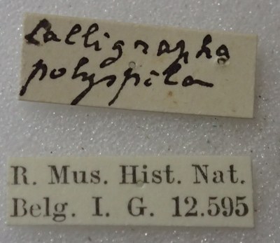 BE-RBINS-ENT Calligrapha_397 Calligrapha polyspila Label.jpg BE-RBINS-ENT Calligrapha_397 Calligrapha polyspila Label.jpg