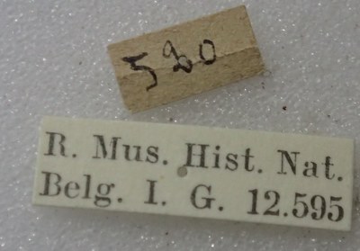 BE-RBINS-ENT Calligrapha_398 Calligrapha polyspila Label.jpg BE-RBINS-ENT Calligrapha_398 Calligrapha polyspila Label.jpg