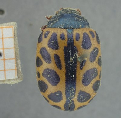 BE-RBINS-ENT Calligrapha_399 Calligrapha polyspila Dorsal.jpg BE-RBINS-ENT Calligrapha_399 Calligrapha polyspila Dorsal.jpg